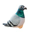 Simulation Pigeon Plush Toy Cartoon Birds Peace Dove Doll Doll Children Doll Gift Wholesale