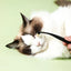 Dog Eye Comb Effective Tear Stain Comb Removes Tear Stains Eye-poop Comb Pet Eye Cleaning Brush Pet Clean Supplies Tool