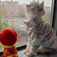 Puppy Pet Dog Clothes Outdoor Windproof Waterproof Leather Dog Coat Winter Warm Padded Jacket for Dogs and Cats in Cold Weather