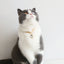 Luxury Dog Cat Necklace Jewelry with Heart Diamond Pendant Design Gold Chain Collar Pet Wedding Birthday Costume Accessories