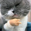 Cat Novelty Toys Teasing Cat TPR Soft Finger Gloves Funny Mini Hands Creative Finger Toys Fake Hand Cat Interactive Toys