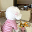 Cute Bow Dog Vest 2024 Dog Clothes Puppy Pullover Summer Pet Clothes Breathable Two-Legged Clothes Solid Color Cat Pet Products