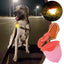Dog Night Light 3 Flashlight Dog Cat Collar Glowing Pendant Night Safety Pet Leads Necklace Luminoues Bright Decoration Collars