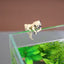 Simulation mini Ornaments Fish Aquarium Decor Artificial pet dogs Fish Tank Decoration Animal Figurine Dollhouse Home Decor