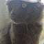 Pet Dog Hat Accessories Dogs Baseball Cap Sport Puppy Grooming Dress Up Hat Pet Dog Outdoor Hat Headwear Casual Cat Dog with Hat