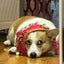 Dog Booty Shake Dance Booty Towel Decoration Pet Clothes Wrap Belly Skirts Scarf Pet Dancing Dance Hip Clothes Belt C1D2