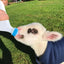 Baby Goat Bottle Lamb Bottle Animal feeding supplies Hangable Milk Feeder Veterinary hanging milk bottle with Clear Scale