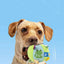 Squeaky Dog Toy Ball Cute Plush Ball Voice Teething Toys Pet Training Supplies Dog Sound Toys Soft Cleaning Chew Training Toys