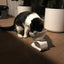Non-Slip Double Cat Bowl Dog Bowl With Stand Pet Feeding Cat Water Bowl For Cats Food Pet Bowls For Dogs Feeder Product Supplies
