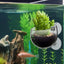 Aquarium Plant Holder Clear Aquarium Tank Live Plant Pot Aquatic Planter With Suction Cups Red Shrimp Live Plants Fish Tank