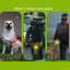 Dog Night Light 3 Flashlight Dog Cat Collar Glowing Pendant Night Safety Pet Leads Necklace Luminoues Bright Decoration Collars