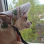 Pet Dog Hat Accessories Dogs Baseball Cap Sport Puppy Grooming Dress Up Hat Pet Dog Outdoor Hat Headwear Casual Cat Dog with Hat