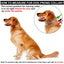 Dog Collar for Anti-Pull Training Quick-Release Metal Buckle Adjustable Stainless Steel Collar for Dogs Pet Prong Choke Collar