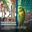 Parrot Perch 5PCS Natural Wooden Cockatiel Perch Exercise Training Branches Parrot Stand Cage Accessories For Small Or Medium