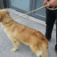 Dog Leash Slip Rope Lead Leash Heavy Duty Braided Rope Adjustable Loop Collar Training Leashes for Medium Large Dogs