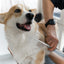 UXCELL Stainless Steel Pet Grooming Comb for Dogs and Cats Pets Hairbrush Hair Care Gently Removes Loose Undercoat Flea Comb