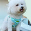 Outdoor Puppy Dog Walking Harness and Leash Set for Small Dogs Reflective Pet Harnesses Chihuahua Poodle Bichon Cat Accessories
