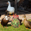 Chicken Vegetable Feeder Poultry Vegetable Feeder Hang Holder Chicken Feeder To Hang Chicken Treat Feeding Tool With Hook