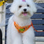 Outdoor Puppy Dog Walking Harness and Leash Set for Small Dogs Reflective Pet Harnesses Chihuahua Poodle Bichon Cat Accessories