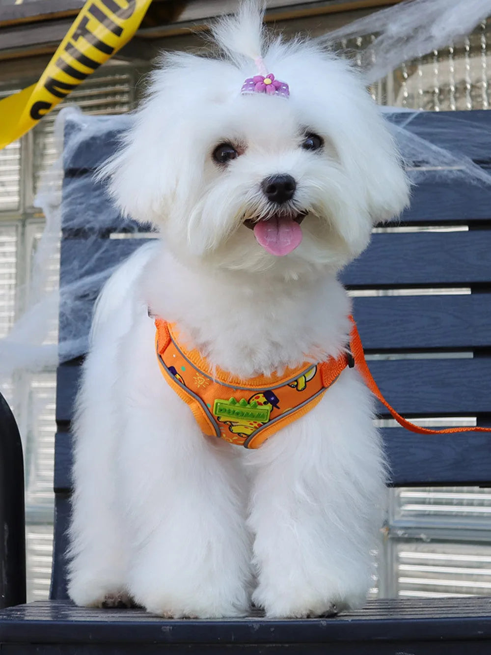 Outdoor Puppy Dog Walking Harness and Leash Set for Small Dogs Reflective Pet Harnesses Chihuahua Poodle Bichon Cat Accessories