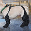 Dog Shoes Waterproof Adjustable Dog Boots Waterproof Breathable Pet Shoes Pets Paws Protector Outdoor Walking Soft Shoes