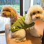 Luxury Designer Warm Winter Clothes for Pets Wool Knitting Floral New Year York Dog Sweaters Sphinx Cat Christmas Puppy Clothing