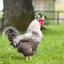 Chicken Helmet Small Pet Hard Hat Funny Chicken Helmet Hen Hard Bird Hat Headgear Protective Pet Helmet Safe Supplies