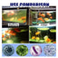 Fish Tank Cleaner Water Purifier And Algae Remover Water Purifier For Freshwater Aquariums Algae Remover For Freshwater