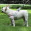 Stock dog leash Y-shaped pet chest strap teddy bichon walking dog leash reflective breathable leash adjustable