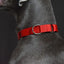 Martingale Heavy Duty Nylon Dog Collar for Small, Medium, Large Breeds Adjustable Safety Training Collar