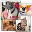 Tarot Cards Cat 5D Diamond Painting Cute Raccoon Full Diamond Cross Stitch Cartoon Animal Embroidery Mosaic Art Home Decoration