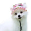 Breathable Dogs Sun Hats Round Brim Dog Visor Hat Outdoor Breathable Sun Protection With Ear Holes Mesh Sun With Adjustable Chin