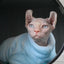 Fashionable Clothes For Cats Sphynx Cat Sweater Kitten Clothing Hound Dog Hoodie Clothes For Sphinx Cat Outfit Pet Jumpsuits