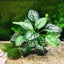 Artificial Underwater Grass Aquarium Fish Tank Simulation Decoration Aquarium Backgrounds Plants Water Grass Accessories Home