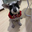 Adjustable Pet Dog Cat Saliva Towel Lace Decorative Bibs Scarf Bandana Collar Dog Accessories Small Dogs Bibs Cute Accessories