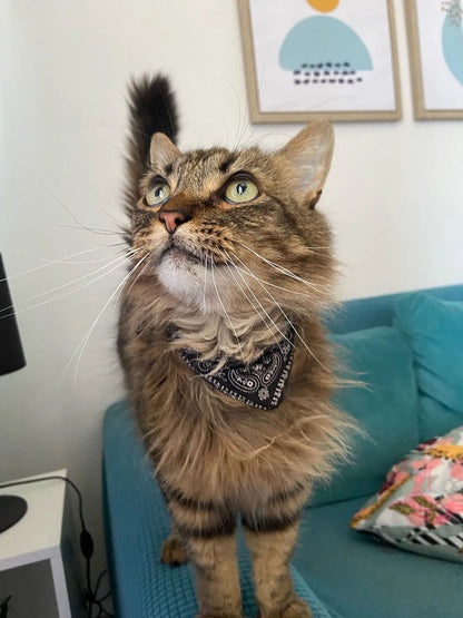 Small Dog Cat Bandana Collar Adjustable Puppy Dog Kitten Neckerchief PU Collar with Printed Triangular Scarf Pet Collar for Cat
