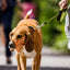 Mouth Leashes for Dogs Padded Adjustable Dog Head Harness Leader Leashes for Dog over Mouth Training Leashes Dog Head Collar