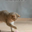 Cat Interactive Ball Smart Pet Cat Toys Indoor Automatic Rolling Magic Ball Electronic Interactive Cat Toy Cat Game Accessories