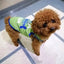 Lovely Cotton Pet Vest for Small Dogs Summer Puppy Dog Cat Clothes Pomeranian Poodle Chihuahua Shirts mascotas Clothing Apparels