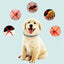 Repellent Collar Dog Flea Prevention Cat Anti Ticks Parasite Collar for Small Large Dogs Anti Flea and Ticks Collar Pet Supplies