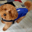 Big dog raincoat reflective waterproof windproof hooded raincoat large dog clothing outdoor raincoat  dog clothing jacket