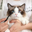Dog Eye Comb Effective Tear Stain Comb Removes Tear Stains Eye-poop Comb Pet Eye Cleaning Brush Pet Clean Supplies Tool