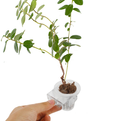 UXCELL Aquarium Plant Holder Fish Tank Accessories Decorations Plants Pot Clear Plant Holder Aquatic Plant Pot for Fish Tank