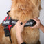 Collars for Dogs Dog Accessories Large Small Harness Customized Collar Choker Puppy Electronic No Pull Breeds Chest Medium Pet