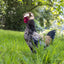 Chicken Helmet Small Pet Hard Hat Funny Chicken Helmet Hen Hard Bird Hat Headgear Protective Pet Helmet Safe Supplies