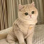 Cat clothes, warm lamb wool vest, autumn and winter teddy pomeranian pet winter clothes, cute korean clothes