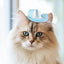 Pet Cowboy Hat Pet Hat Halloween Kitten Hat Shiny Cowboy Hats Small Cowboy Hat Dog Costume Cat Hat Cosplay Prop Western Cowboy