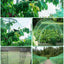 Garden Netting Green Woven Mesh Protect Plants Fruits Flowers Trees Stretch Fencing Durable Net Stops Birds Animals