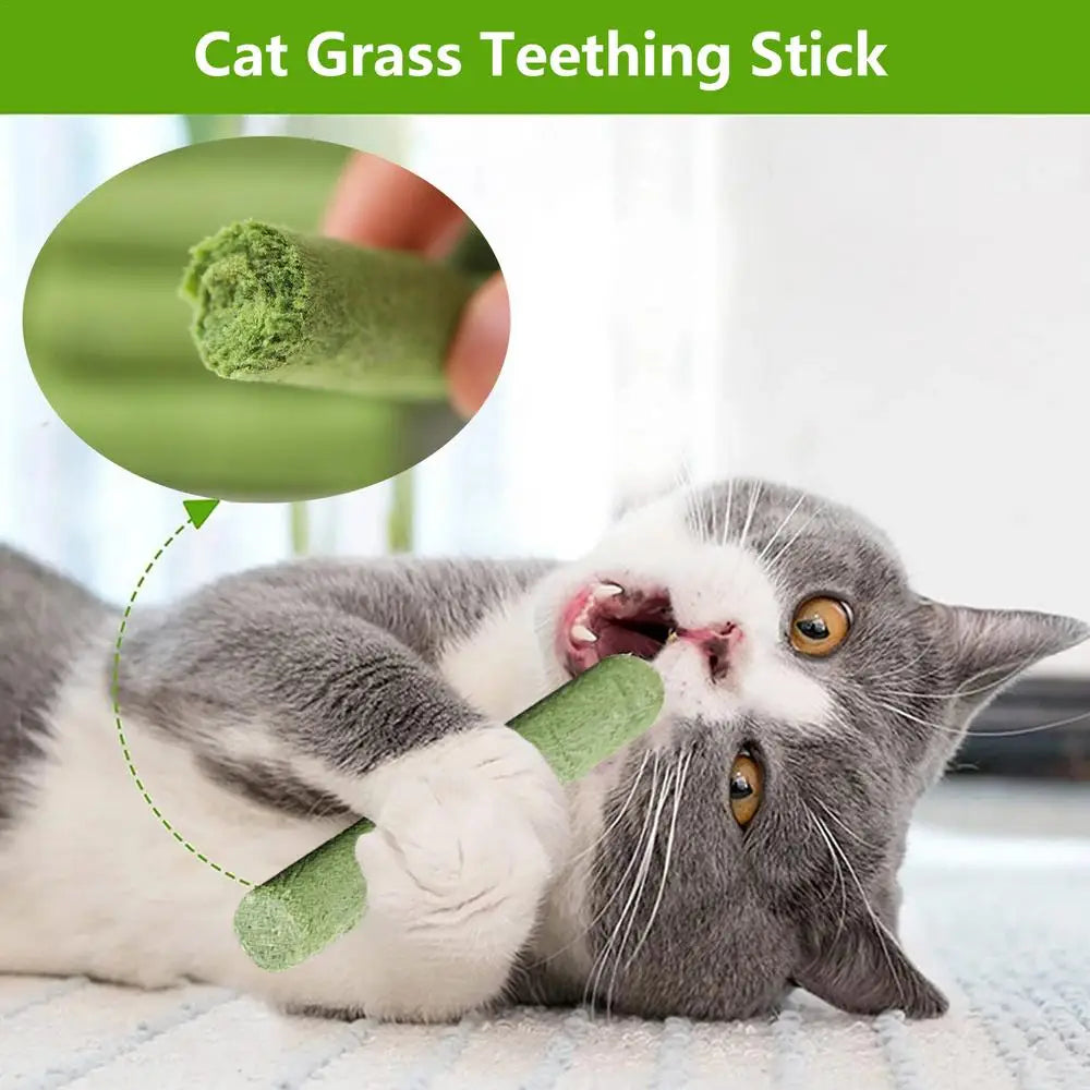 Cat Grass Teething Stick Cat Grass Sticks Pet Snacks Natural Grass Molar Rod Cat Chew Stick Teeth Cleaner Teeth Caring