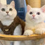 Cat clothes, warm lamb wool vest, autumn and winter teddy pomeranian pet winter clothes, cute korean clothes